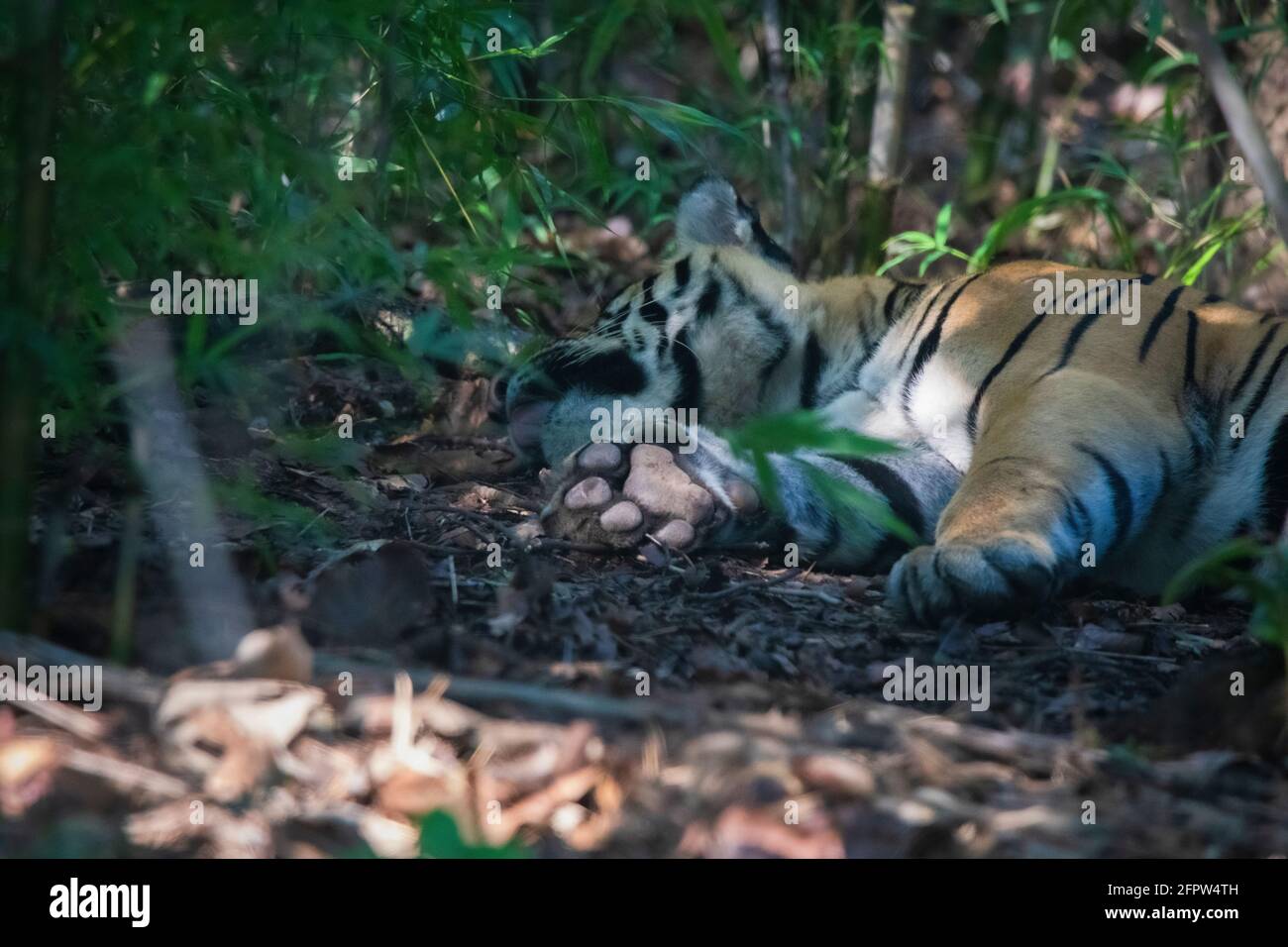 Tigre du Bengale royal, Panthera tigris, Bandhavgarh Tiger Reserve, Madhya Pradesh, Inde Banque D'Images