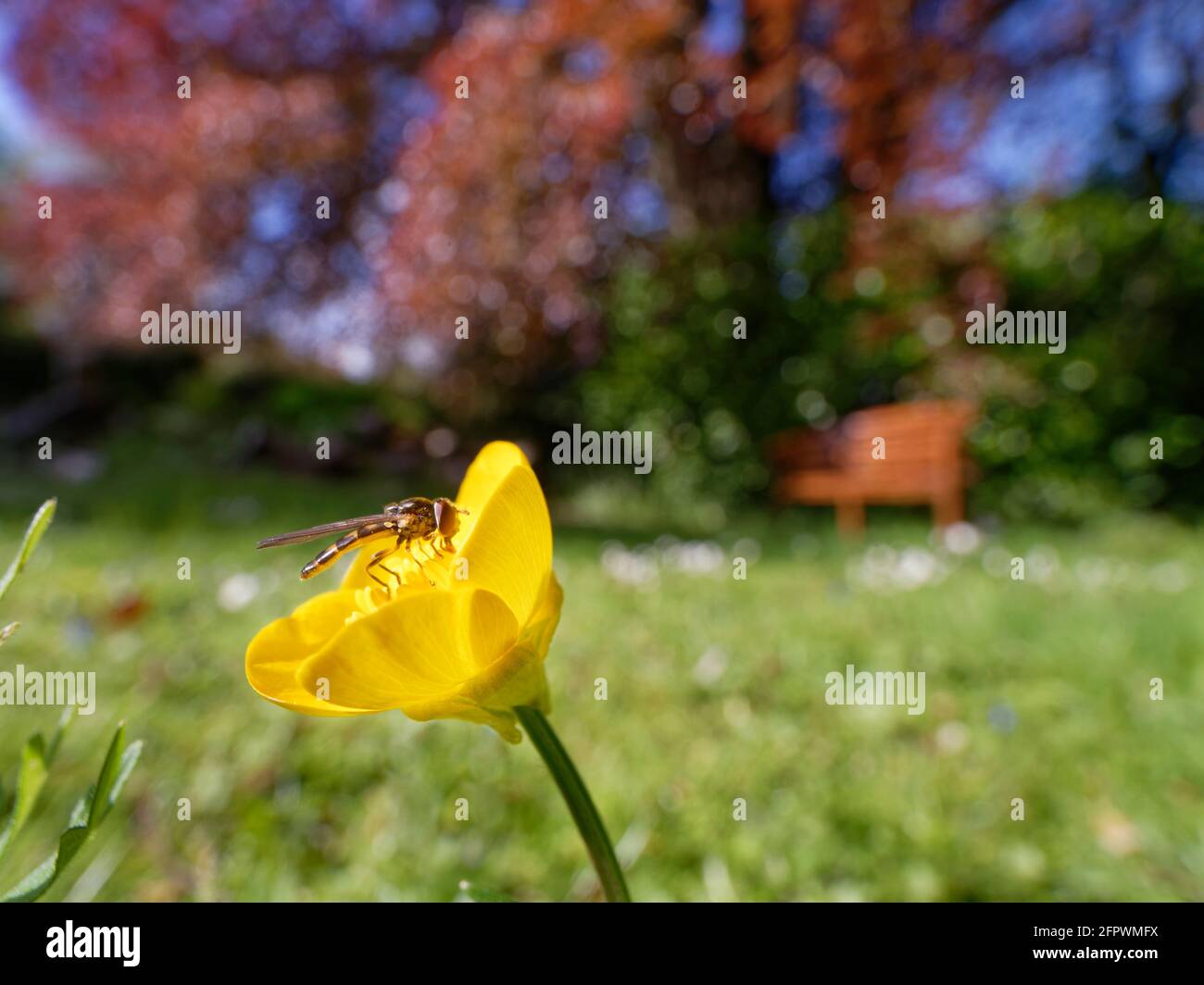 Planer de mélanostoma (Melanostoma scalare) Le nectaring d'une coupe de Buttercup dans une pelouse de jardin laissé immown pour permettre aux fleurs sauvages de prendre en charge les pollinisateurs Banque D'Images