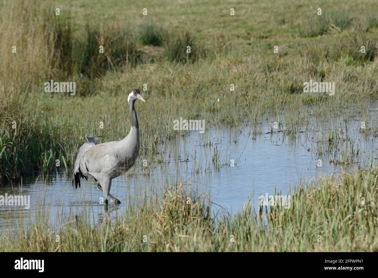 Grue commune / eurasienne (Grus Grus) publiée par le Great Crane Project passage à gué entre les crêtes et les rushes dans les marais inondés, Gloucestershire, Royaume-Uni avril Banque D'Images