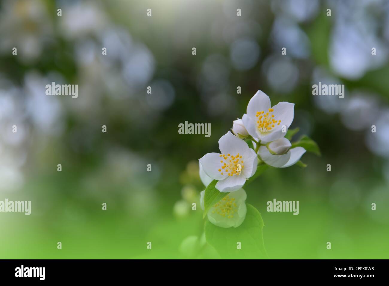 Magnifique arrière-plan vert nature.Design d'art floral.abstrait Macro Photography.coloré Flower.fleurs printanières en fleurs.papier peint artistique créatif. Banque D'Images