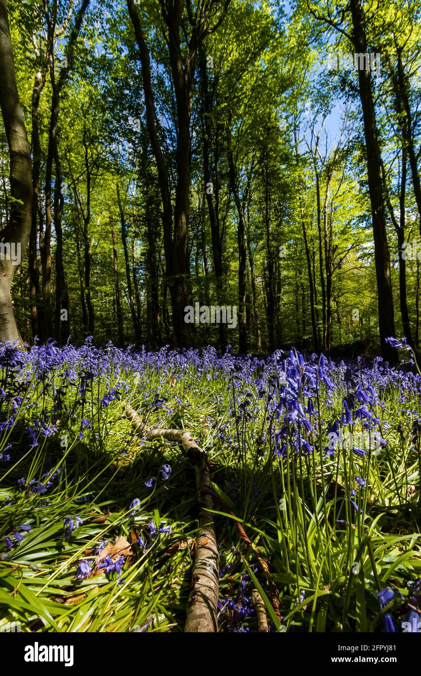 Une belle forêt Bluebell au printemps (pays de Galles du Sud, Royaume-Uni) Banque D'Images