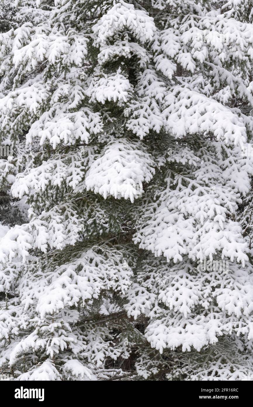 Neige fraîche sur les arbres à feuilles persistantes, Minnesota, États-Unis, par Dominique Braud/Dembinsky photo Assoc Banque D'Images