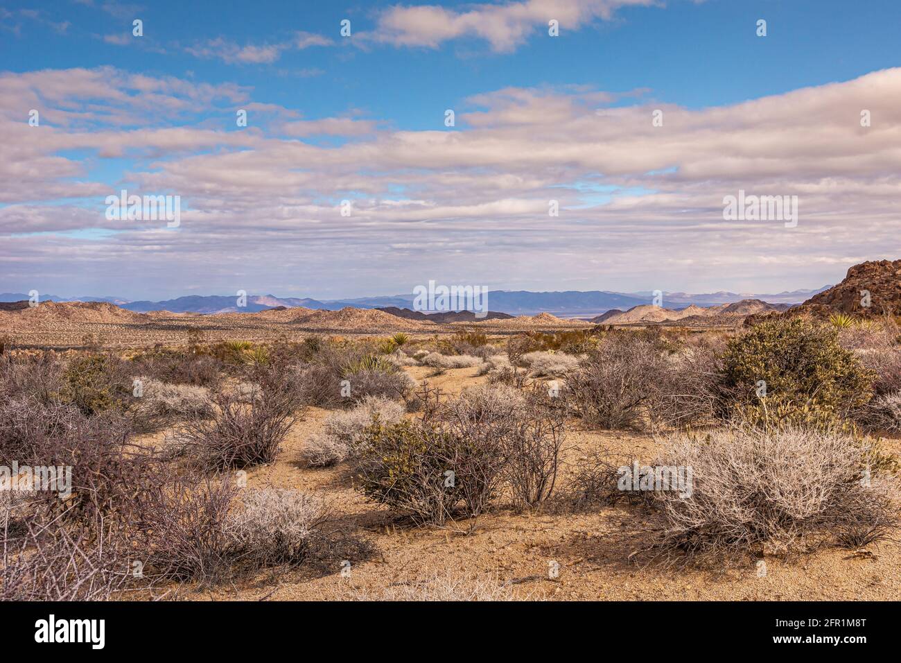 Joshua Tree National Park, CA, Etats-Unis - 30 décembre 2012 : grand paysage beige desolate éclairé par le soleil avec la végétation cactus et les montagnes sur l'horizontale Banque D'Images