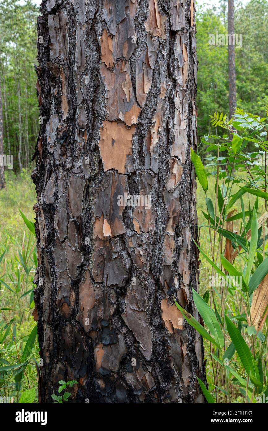 Écorce brûlée de pin à feuilles longues (Pinus palustris, plaine côtière du golfe, États-Unis, par James D Coppinger/Dembinsky photo Assoc Banque D'Images