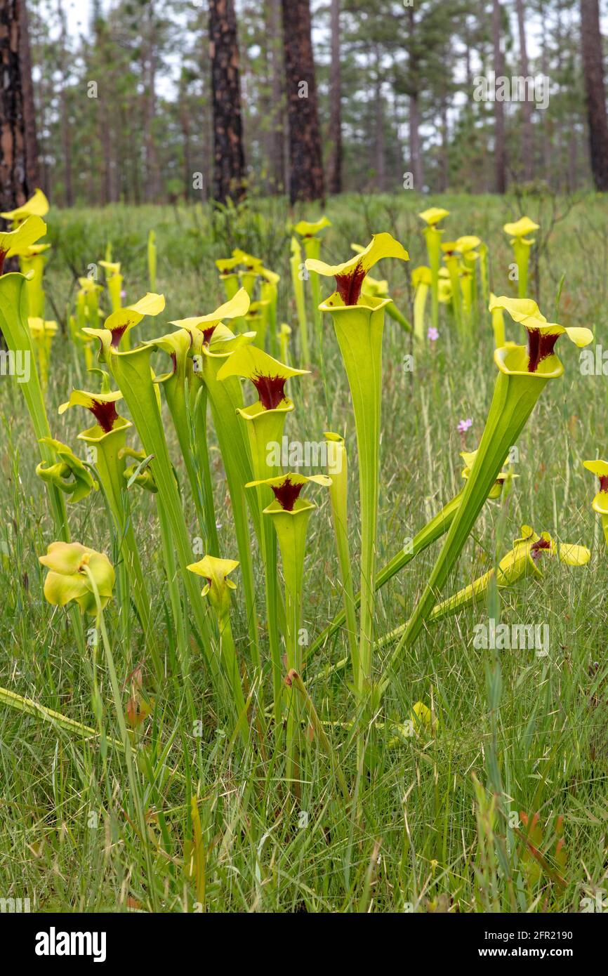 Usine de Pitcher jaune (Sarracenia flava var rugelii), nord-ouest de la Floride, printemps, États-Unis, par James D Coppinger/Dembinsky photo Assoc Banque D'Images