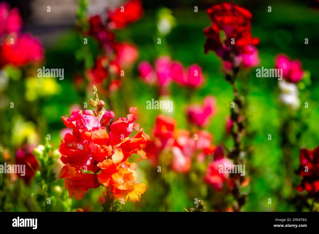 Des vivandragons fleurissent dans le Cooper Riverside Park, le 14 mai 2021, à Mobile, Alabama. Banque D'Images