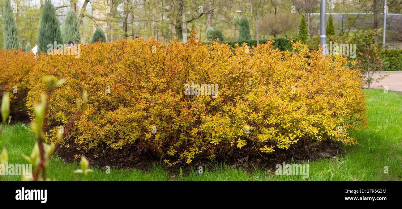Buisson jaune forsythia poussant sur les boucles d'oreilles de la pelouse et l'herbe Banque D'Images