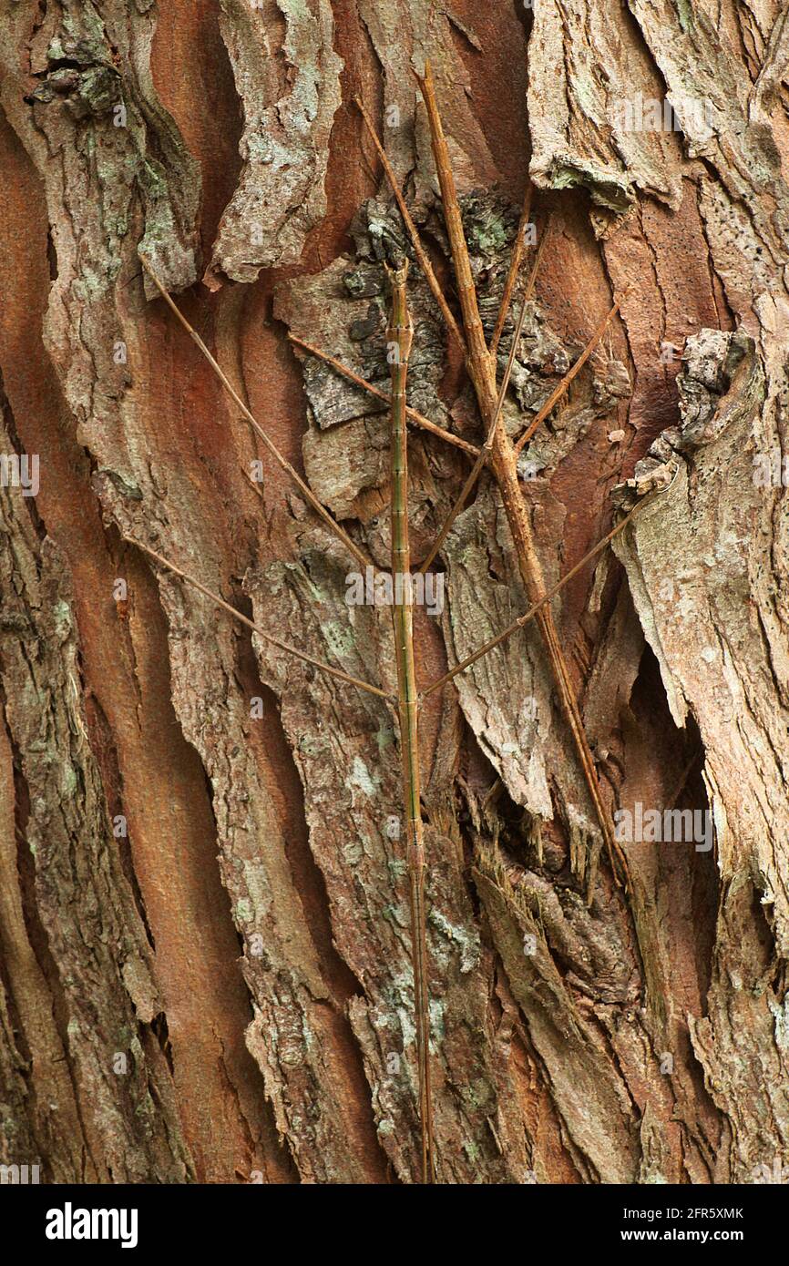 Insecte New Zealand Smooth Stick (Clitarchus hookeri) Banque D'Images