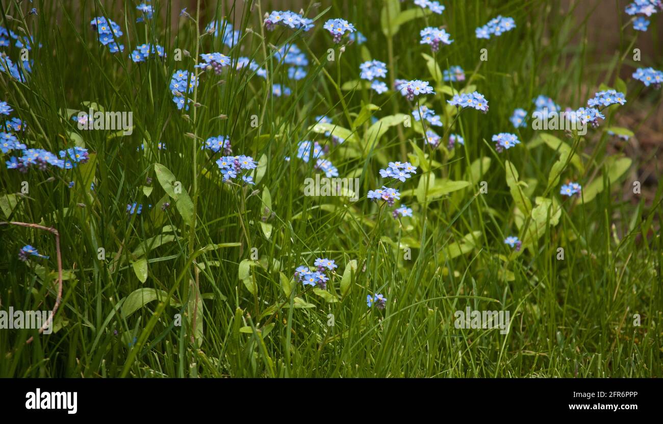 Fleur Forget-Me-Not (Myosotis scorpioides) cultivée dans le jardin local, belle fleur délicate et couleurs pastel claires Banque D'Images