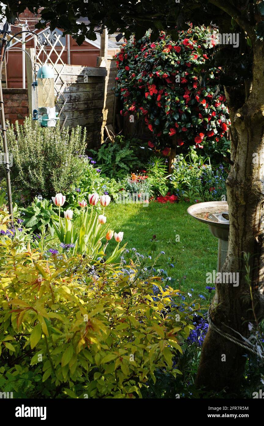 Tulipes et autres fleurs dans un jardin avec un surplomb holly tree au printemps Banque D'Images