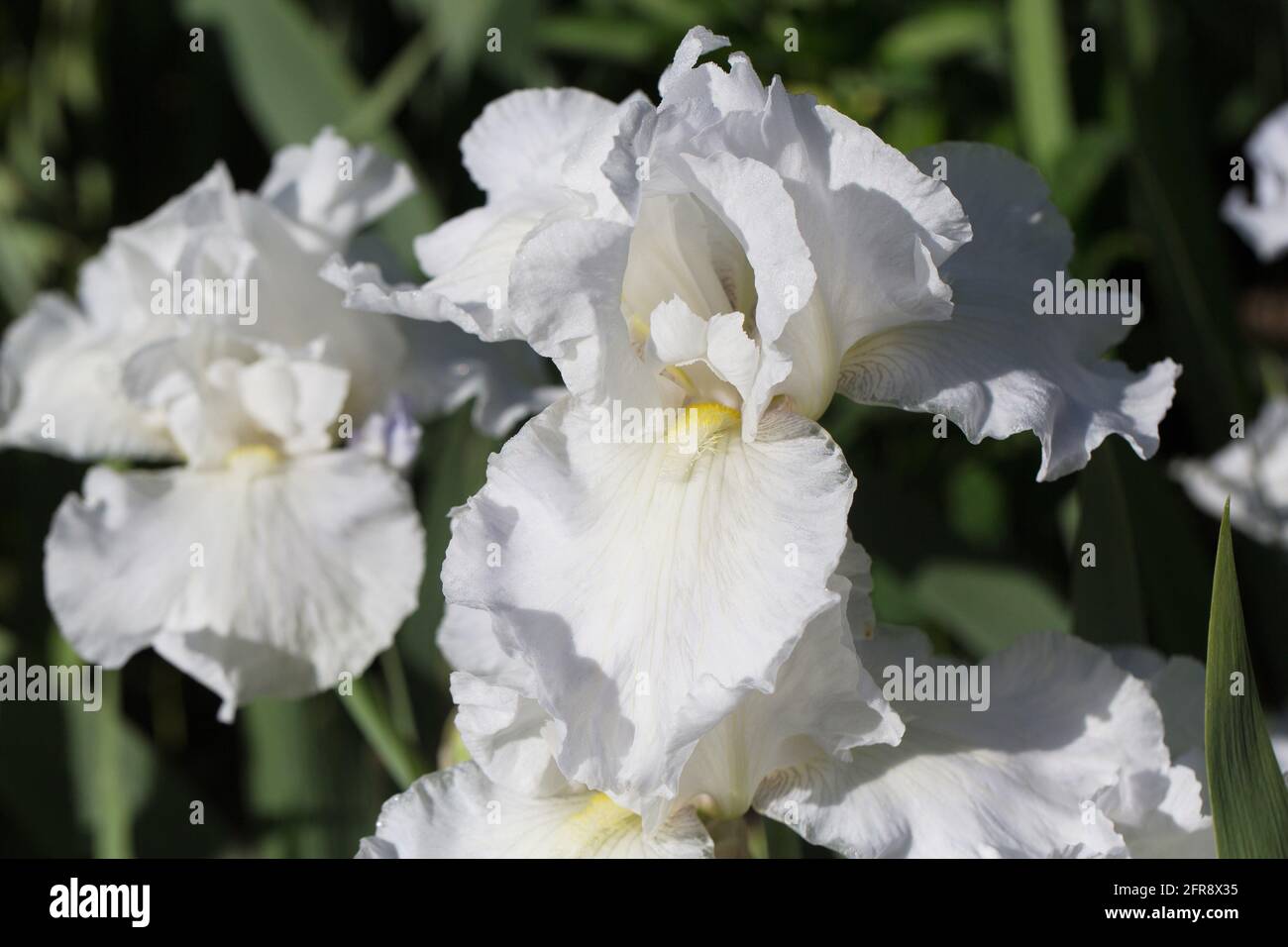 Iris 'immortalité' refleurir iris barbu. Banque D'Images