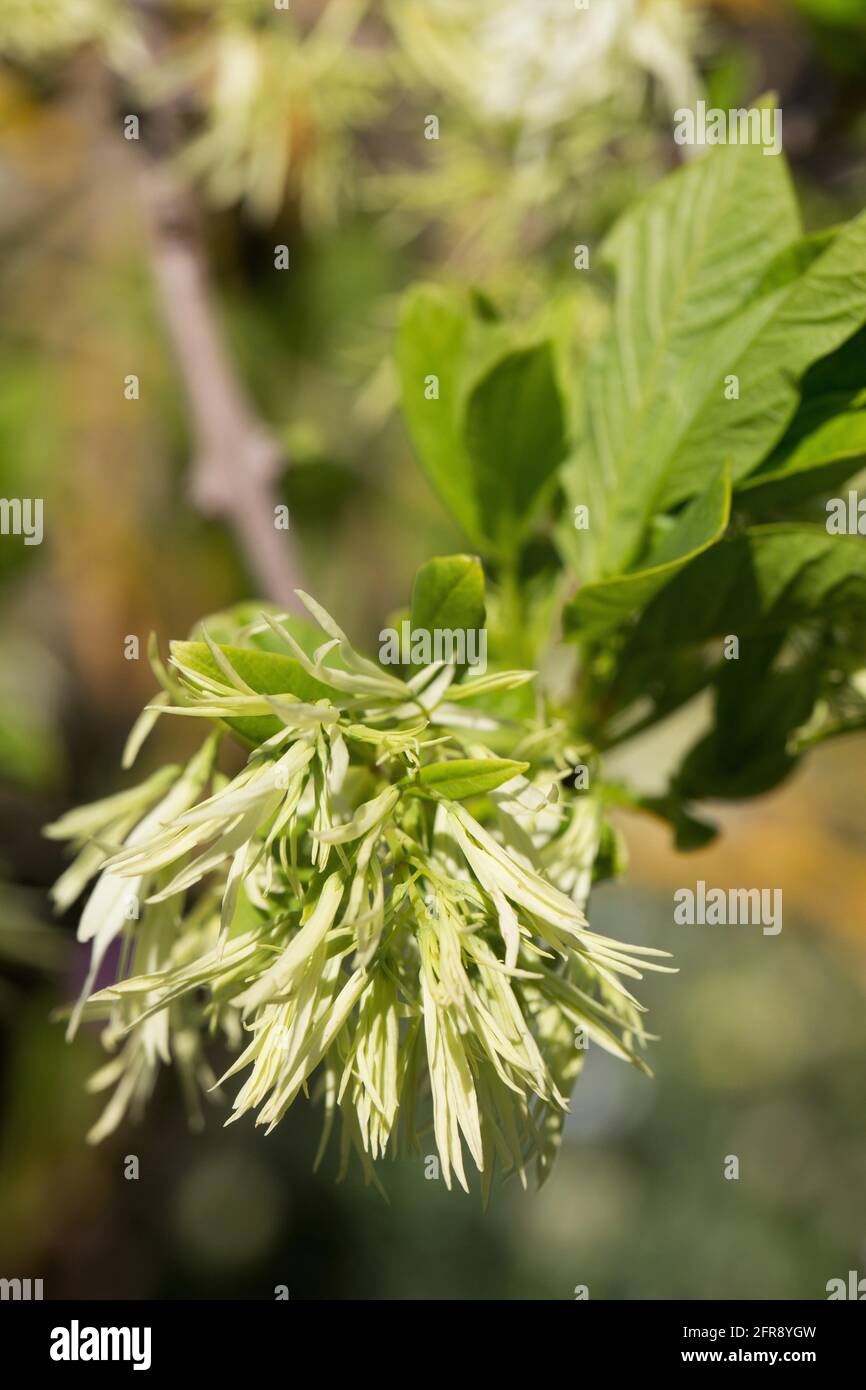 Gros plan d'un arbre périphérique - Chionanthus virginicus. Banque D'Images