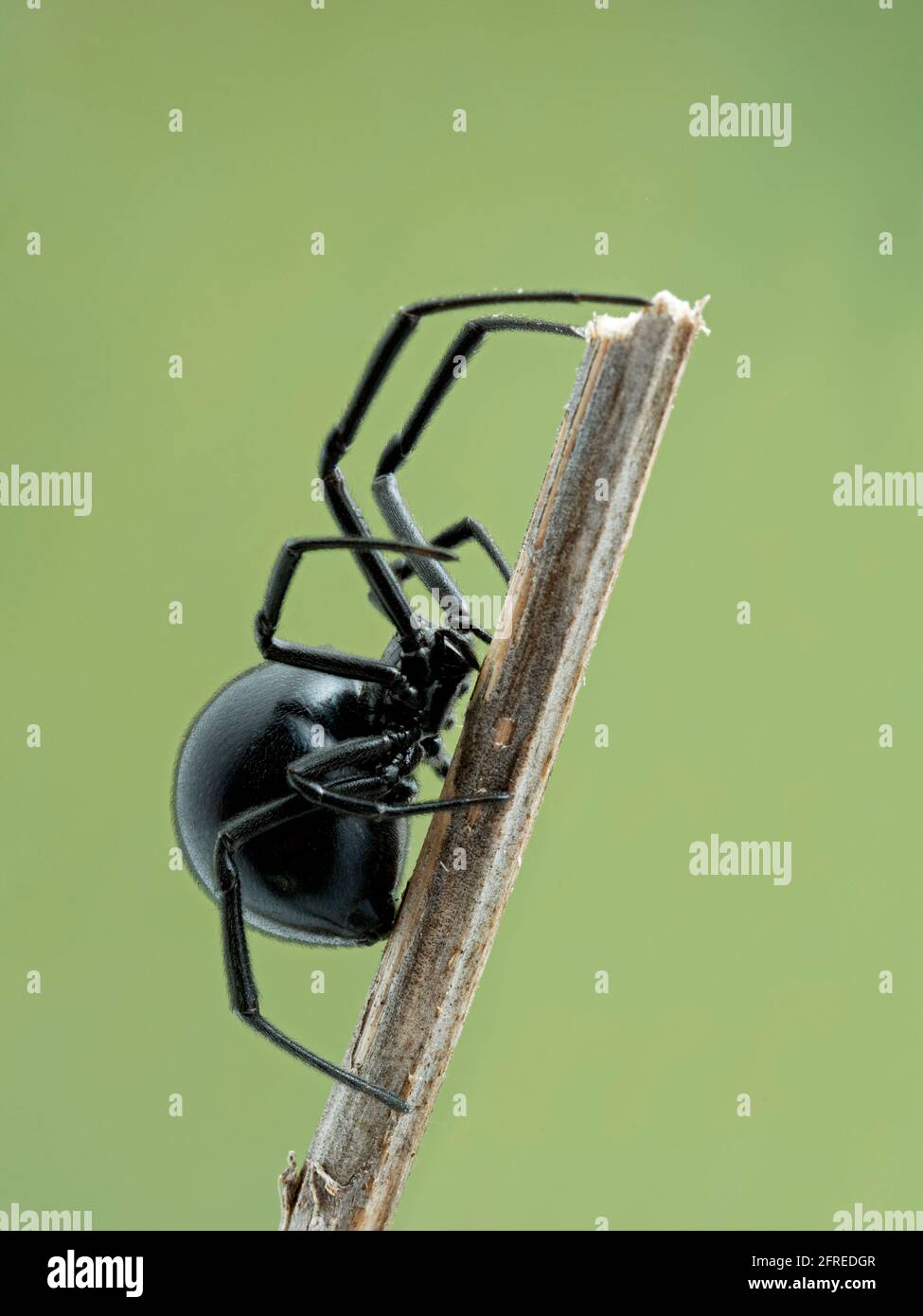 Vue latérale d'une femelle d'araignée noire de l'Ouest (Latrodectus hesperus) grimpant sur le bâton mort Banque D'Images