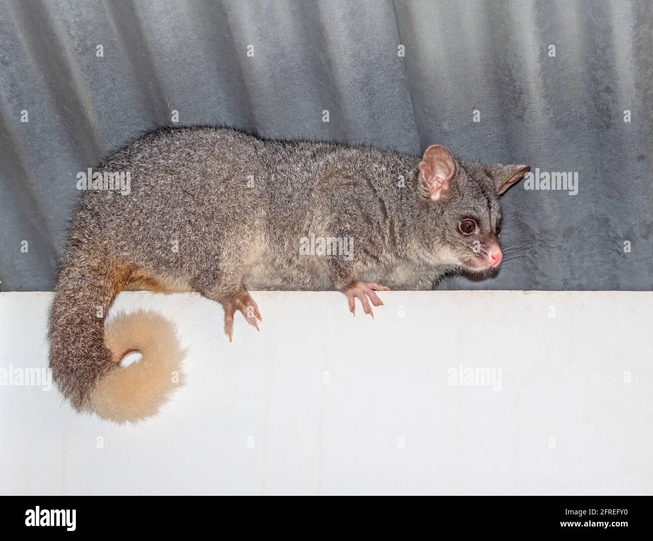 Une queue de pinceau commune Possum sur un toit de chalet dans le sud-ouest de l'Australie. Banque D'Images