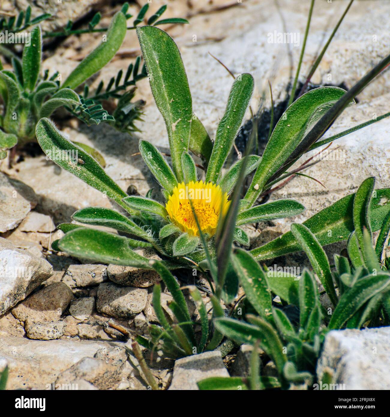 Calendula arvensis est une espèce de plante à fleurs de la famille des pâquerettes connue sous le nom commun de marigold. Il est natif du centre et du sud de l'est Banque D'Images