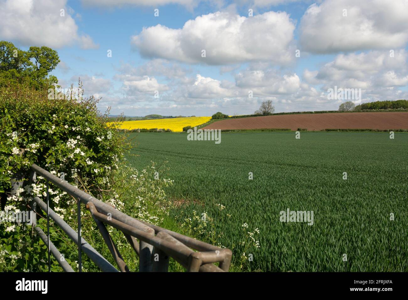 Campagne du Warwickshire près d'Alcester au printemps, Angleterre, Royaume-Uni Banque D'Images
