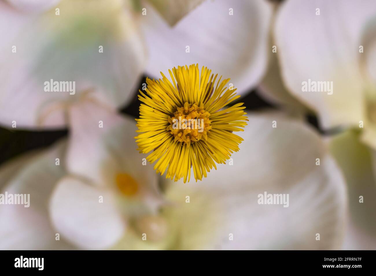 Close up d'une fleur Banque D'Images