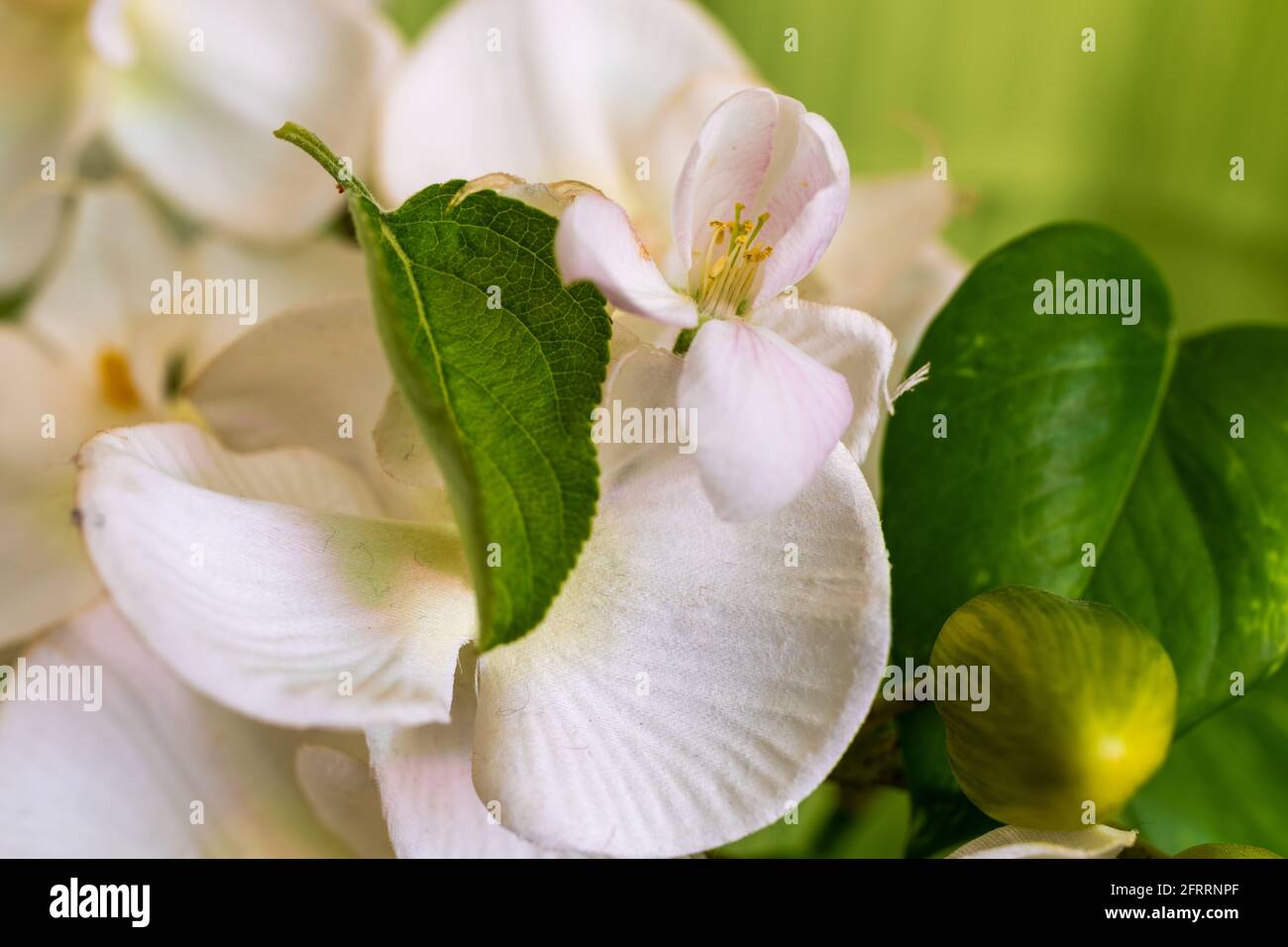 Wild cherry blossom Banque D'Images