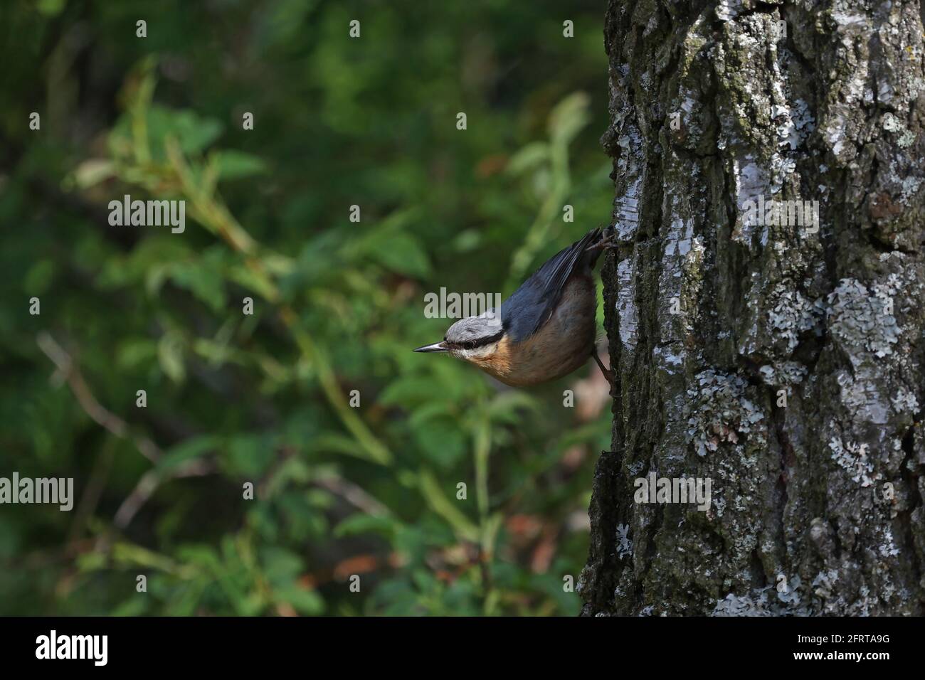 La Nuthatch eurasienne est assise sur un tronc de bouleau. Banque D'Images