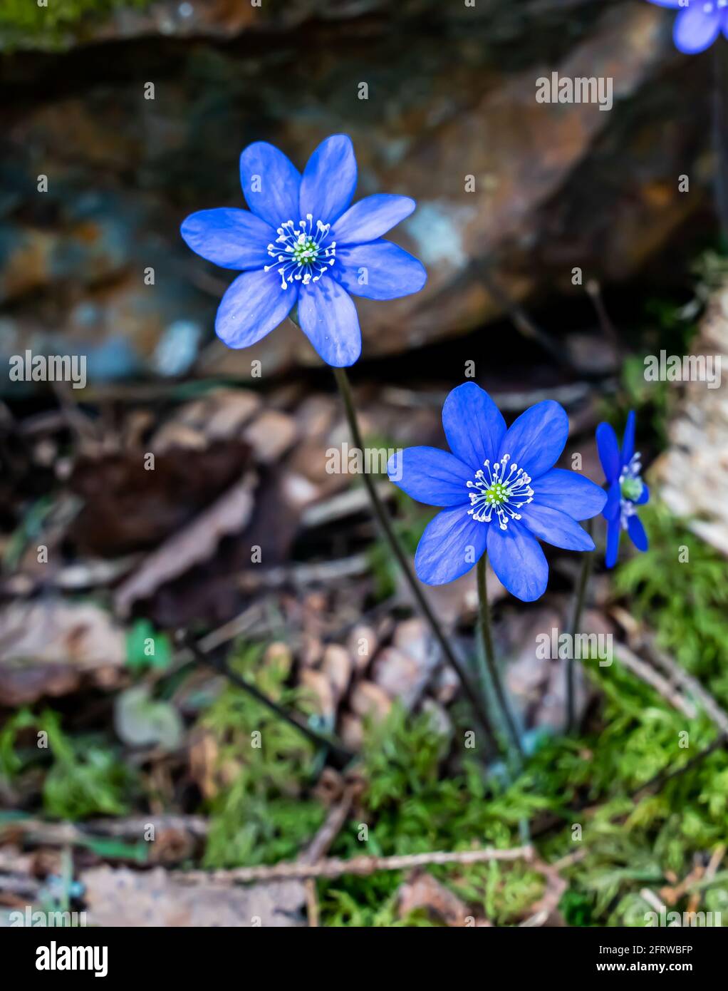 Fleur d'anémone bleue Kidneywort dans la forêt de printemps luxuriante  Photo Stock - Alamy