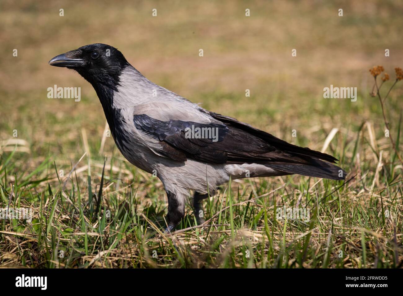 bask noir de corbeau au soleil sur un très chaud jour de printemps et à la recherche de nourriture dans la prairie Banque D'Images