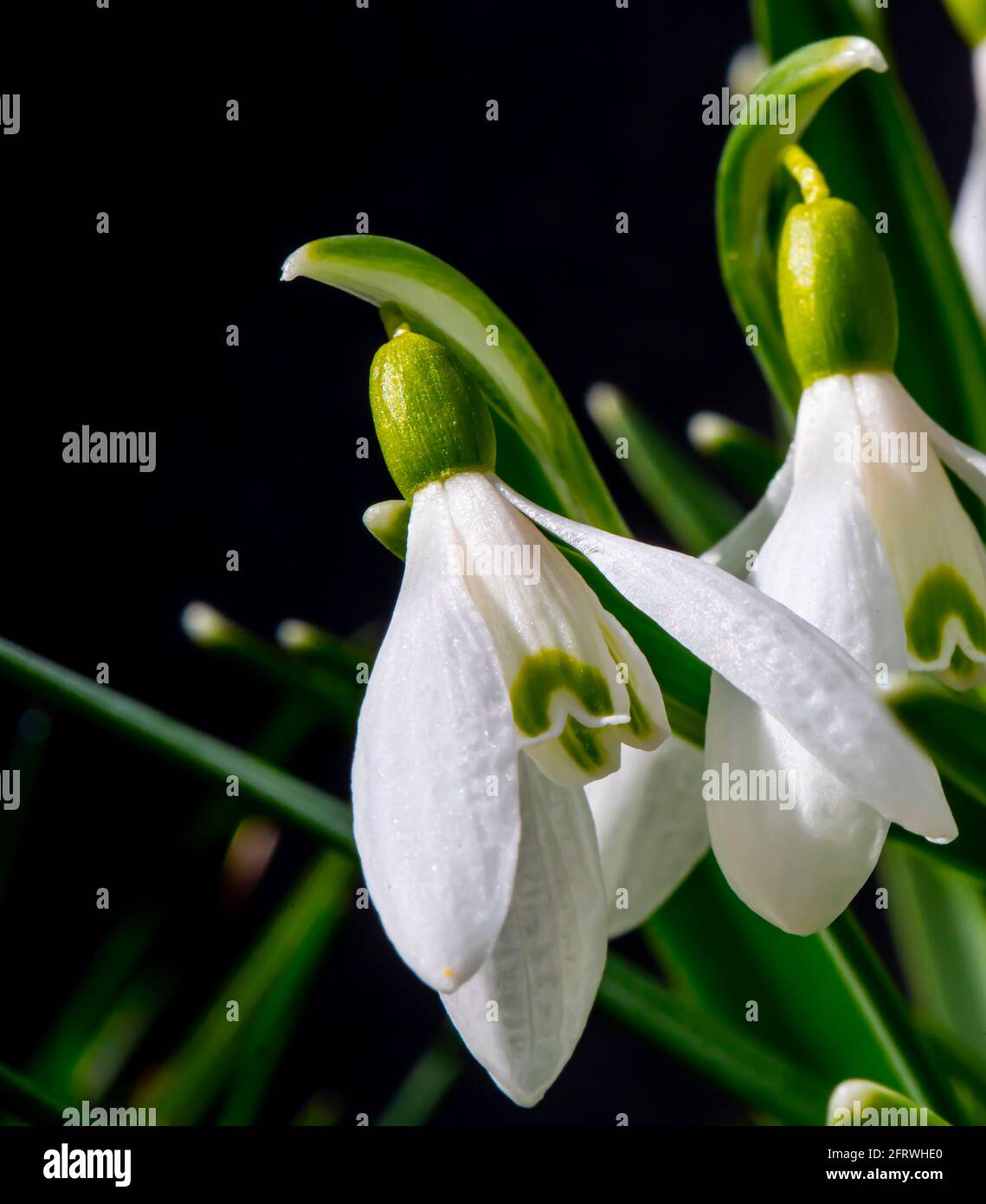 Gros plan sur les fleurs communes de Snowdrop au soleil de printemps. Banque D'Images