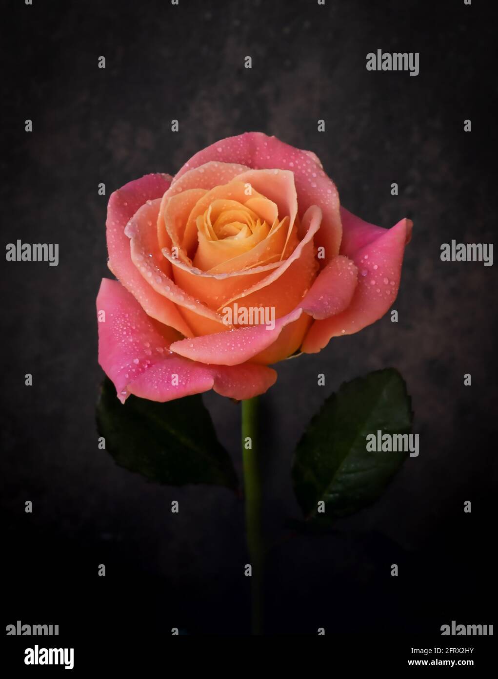 Incroyablement Beau Orange Avec Une Rose Avec Un Milieu Jaune Sur Un Fond Sombre Fleur D Anniversaire Cadeau Fleur De Fete Des Meres Fleur Pour Un Pe Special Photo Stock Alamy