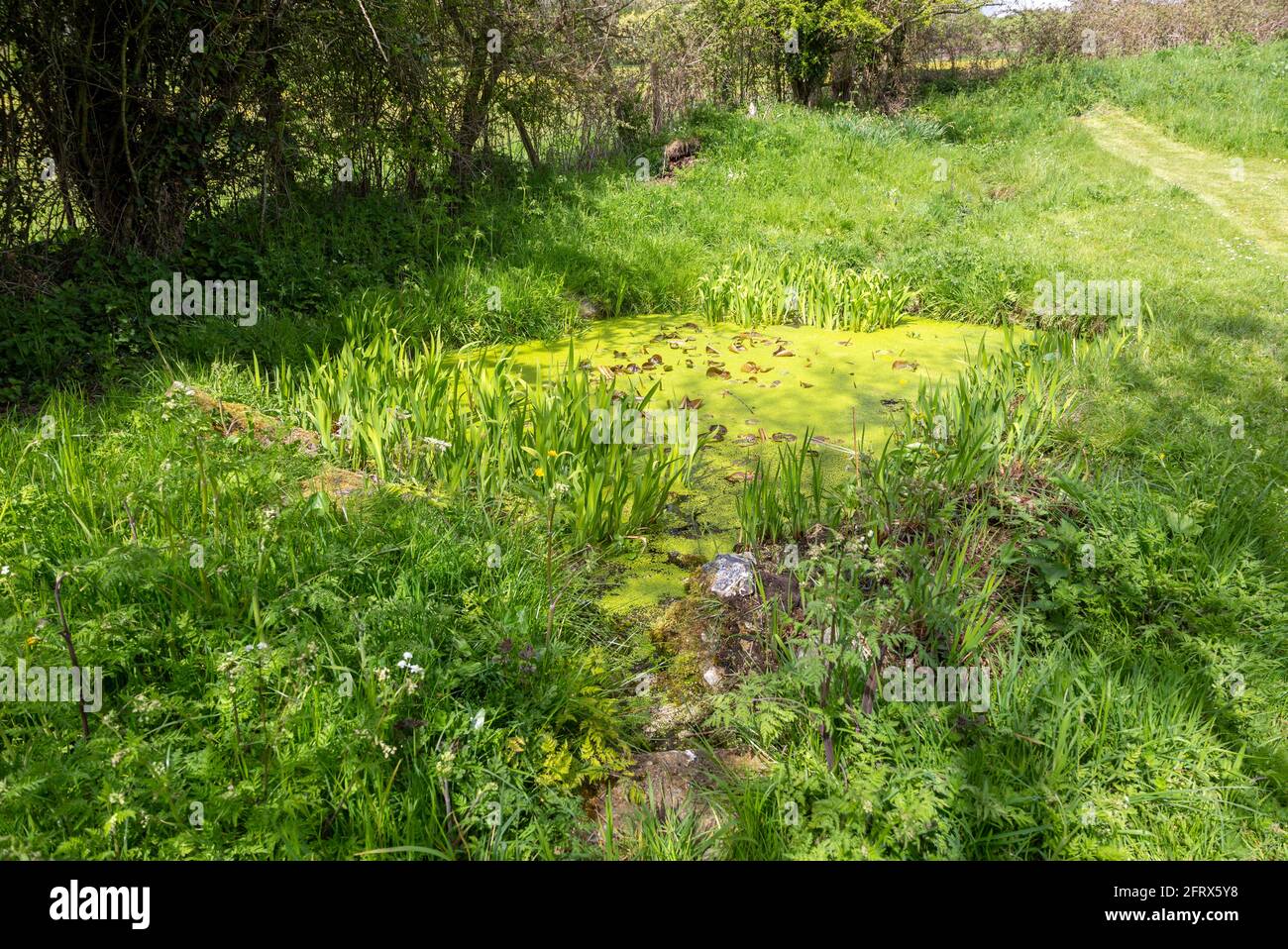 Adventices d'eau se trouvant sur la surface d'un petit étang dans un jardin privé, Wiltshire, Angleterre, Royaume-Uni Banque D'Images