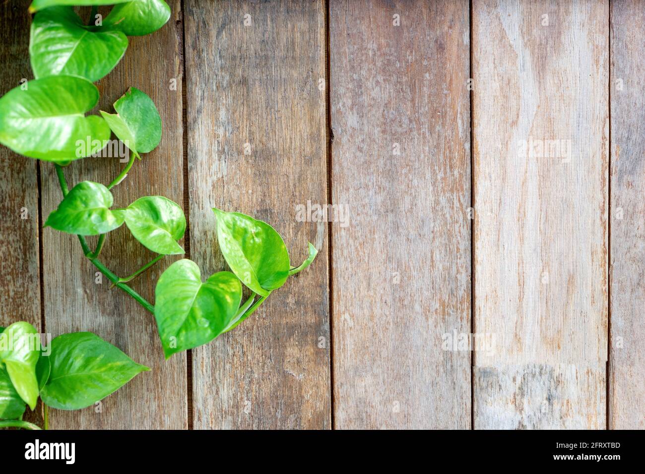 vieux bois clôture arrière-plan avec feuille verte plante plus de copie espace pour le libellé Banque D'Images