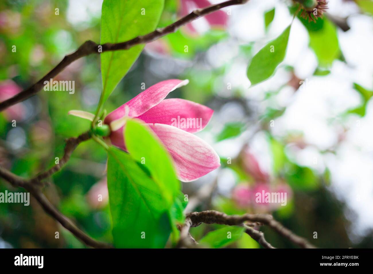fleurs de magnolia rose gros plan. mise au point sélective, flou, grain. Banque D'Images