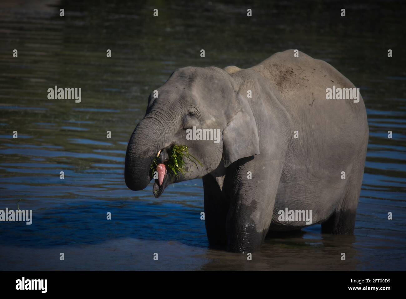 Eléphant asiatique, Elepha maxima indicus, réserve de tigres de Kaziranga, Assam, Inde Banque D'Images