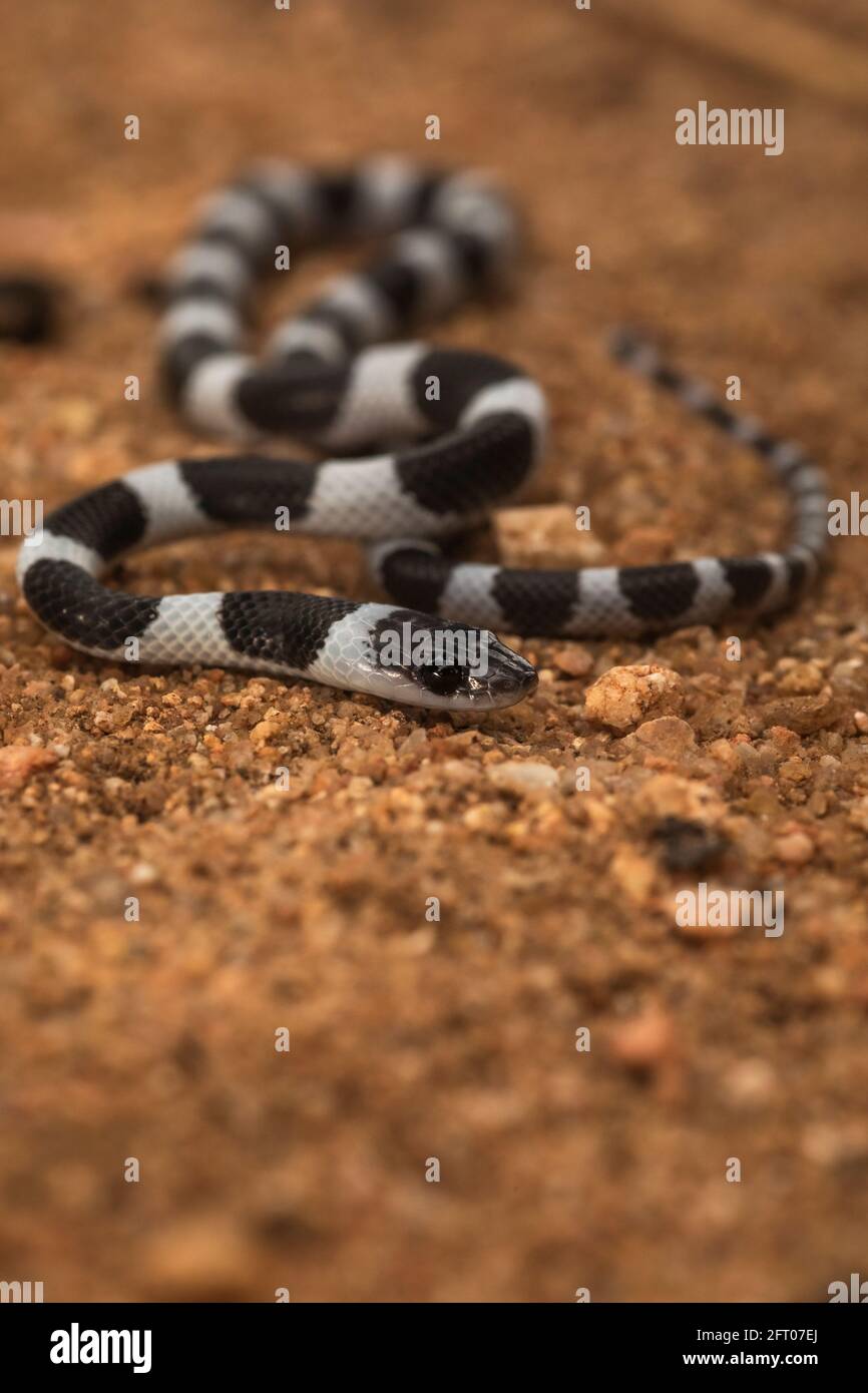 Serpent à bride commun, grenaille à corps entier, nympha de Dryocalamus, Hampi, Karnataka, Inde Banque D'Images