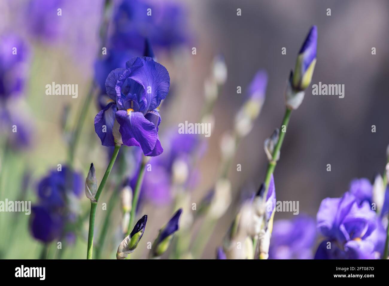 Magnifique fleur de l'iris violet (mise au point sélective, bokeh) Banque D'Images