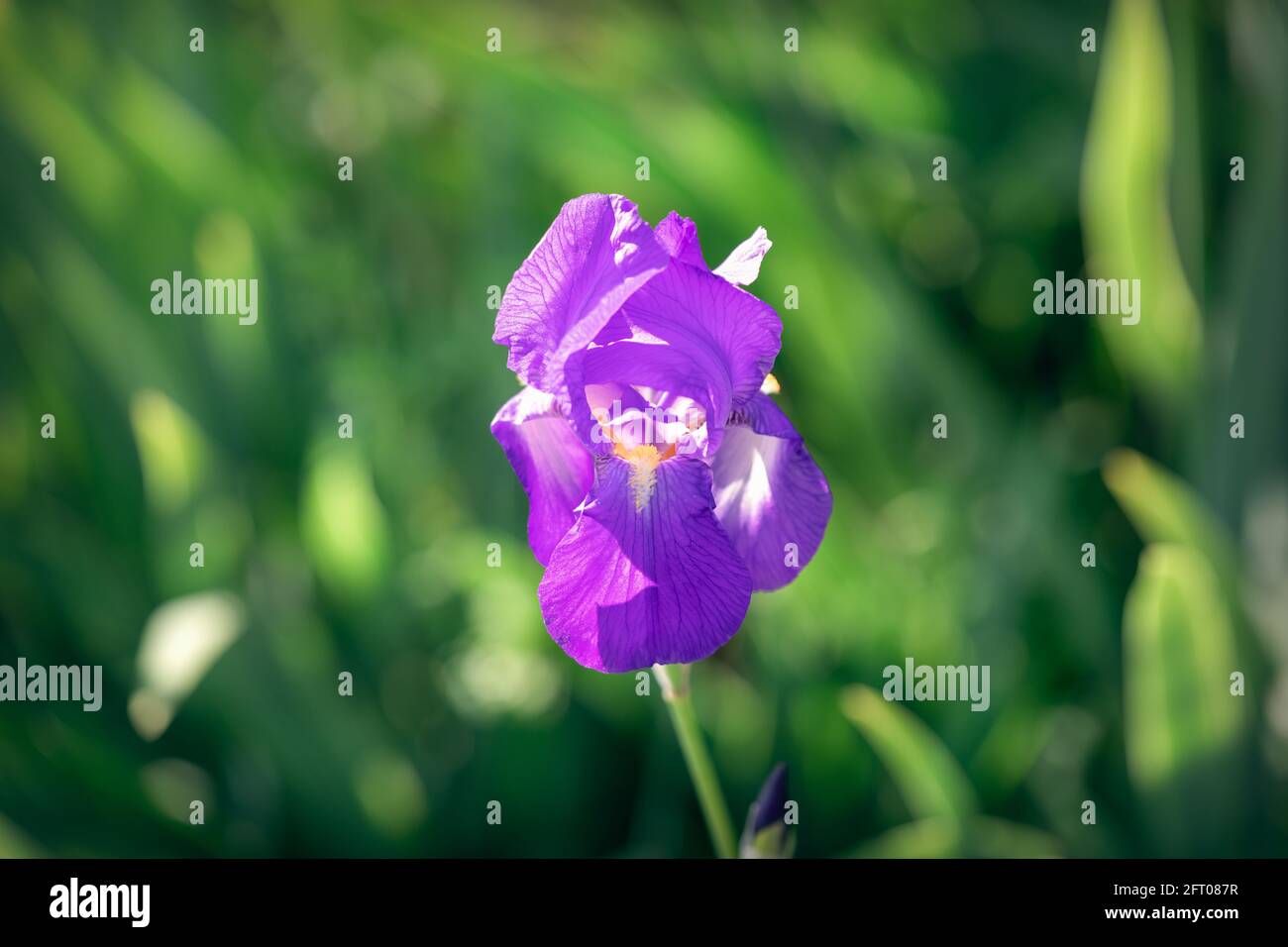 Magnifique fleur de l'iris violet (mise au point sur la fleur, arrière-plan bokeh) Banque D'Images