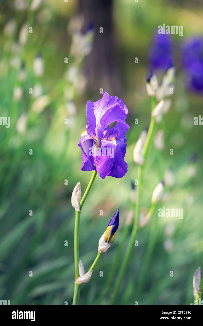 Photo verticale d'un beau bourgeon de fleur de l'iris violet (mise au point sélective, bokeh) Banque D'Images