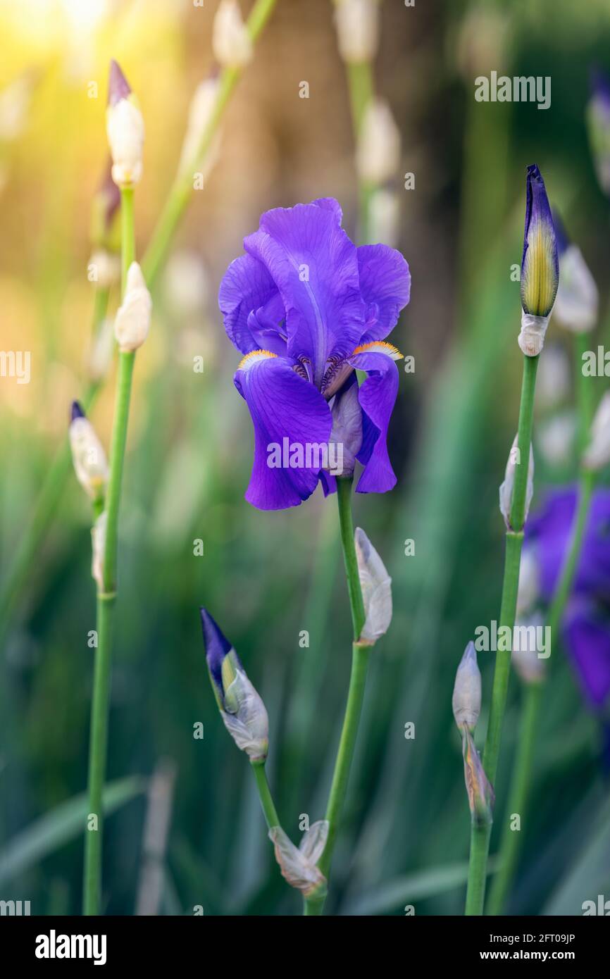 Fleur de l'iris violet dans les rayons du soleil de printemps (flou, bokeh) Banque D'Images