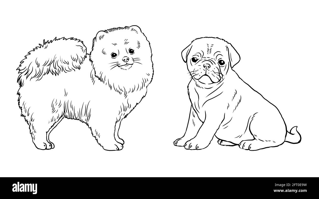 Pomeranian et pug. Chiens mignons chiots. Modèle de coloriage. Illustration numérique. Banque D'Images