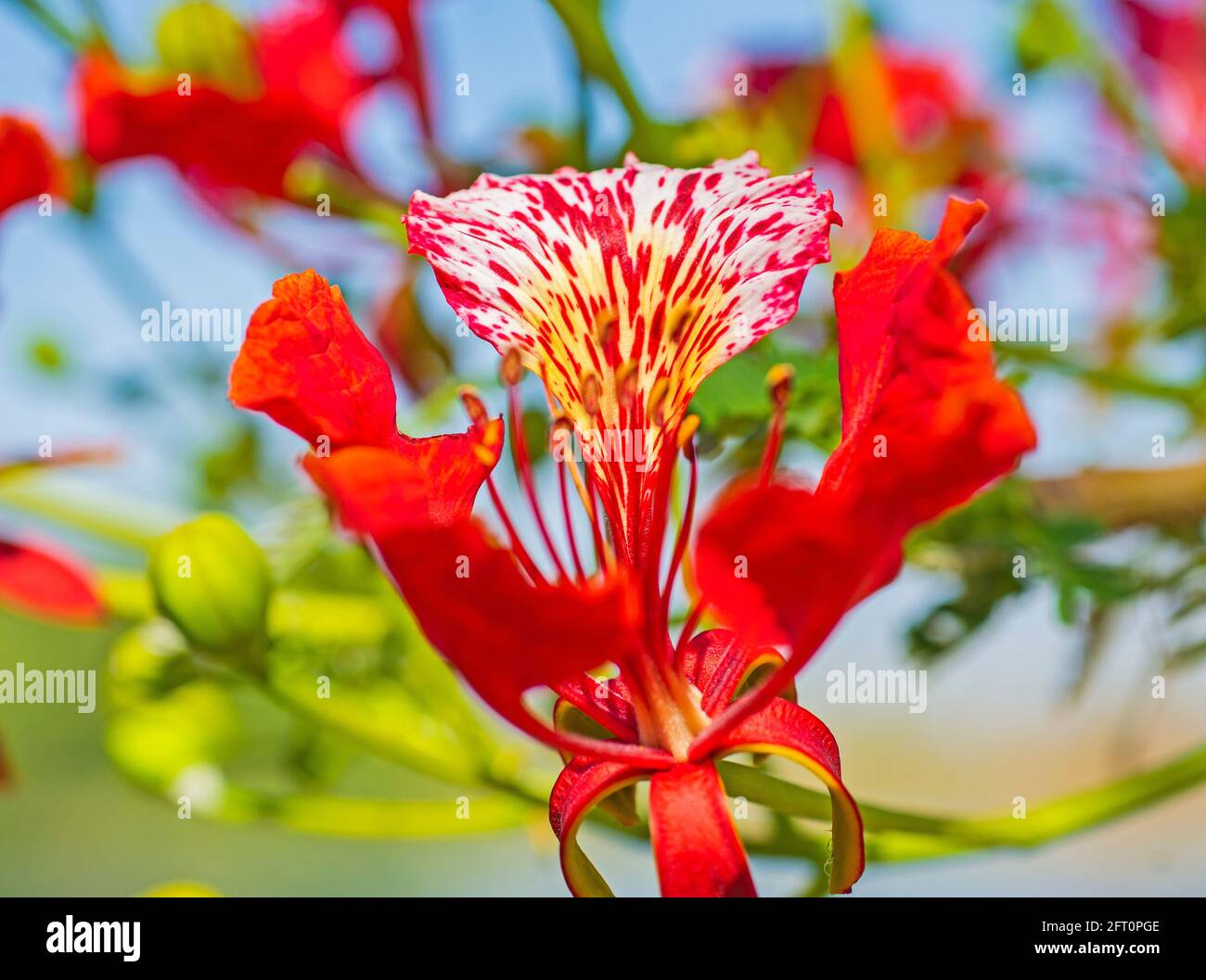Gros plan d'une orchidée rouge bauhinia variegata fleur pétales et stigmates dans le jardin Banque D'Images