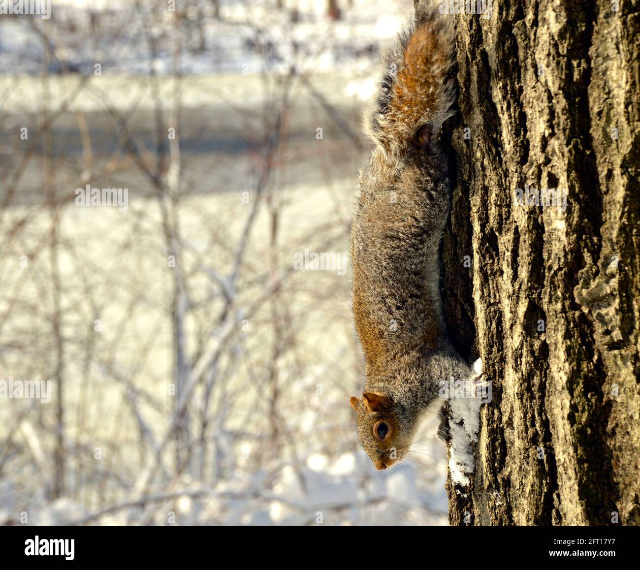 L'écureuil gris de l'est bénéficie d'une journée de neige à Central Park, NY Banque D'Images