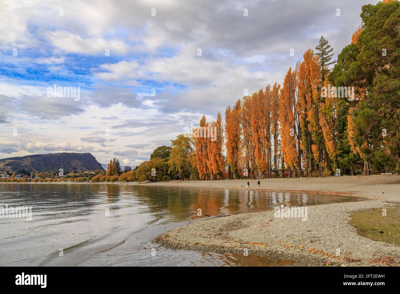 Le rivage du lac Wanaka dans l'île du Sud de la Nouvelle-Zélande. Une rangée de peupliers à feuillage d'automne lumineux pousse juste derrière la plage Banque D'Images