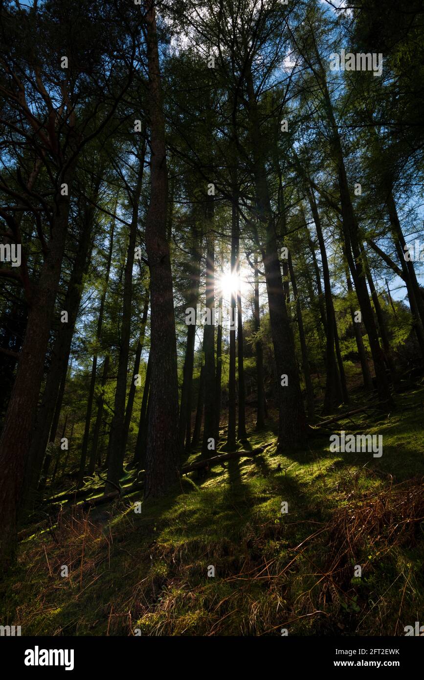 Thirlmere Woods, Lake District, Cumbria, Royaume-Uni. Banque D'Images