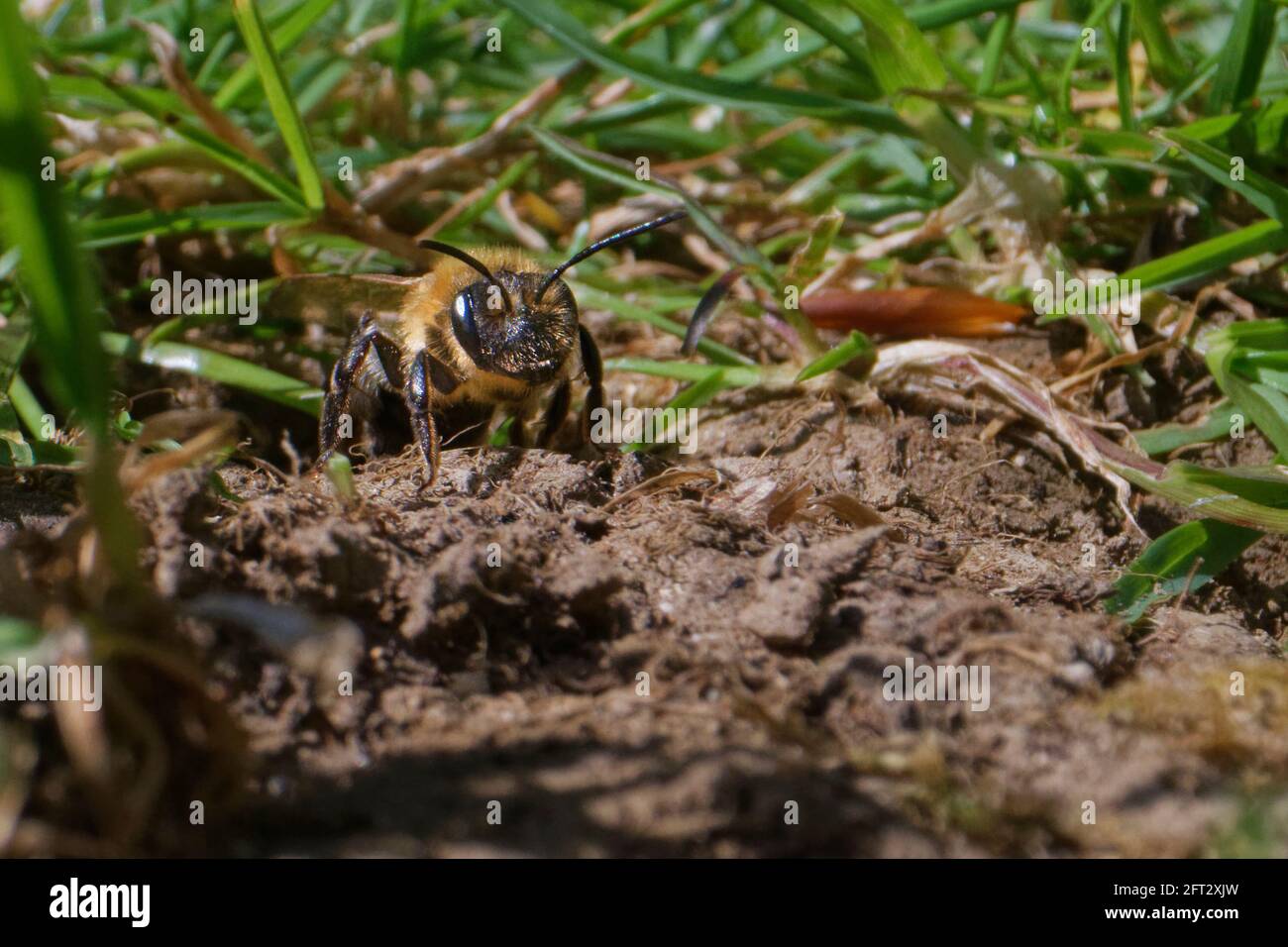 L'abeille d'extraction du chocolat (Andrena scotica) émergeant de son terrier de nid dans une pelouse de jardin après avoir planté des cellules de couvain avec du pollen, Wiltshire, Royaume-Uni, avril. Banque D'Images