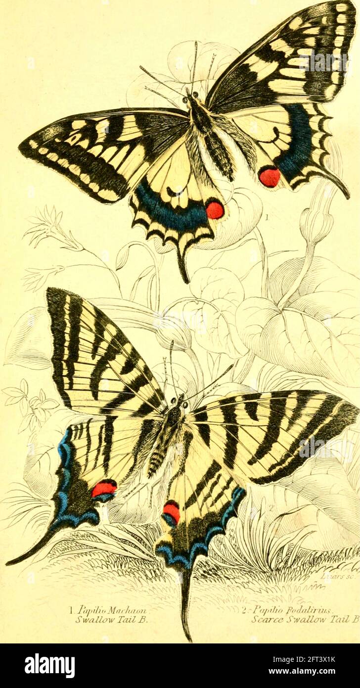 James Ducan illustration papillon vintage. Banque D'Images