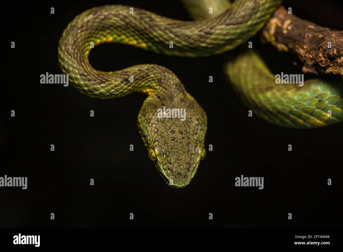 Bambou Pit Viper, Trimeresurus gramineus, Satara, Maharashtra, Inde Banque D'Images