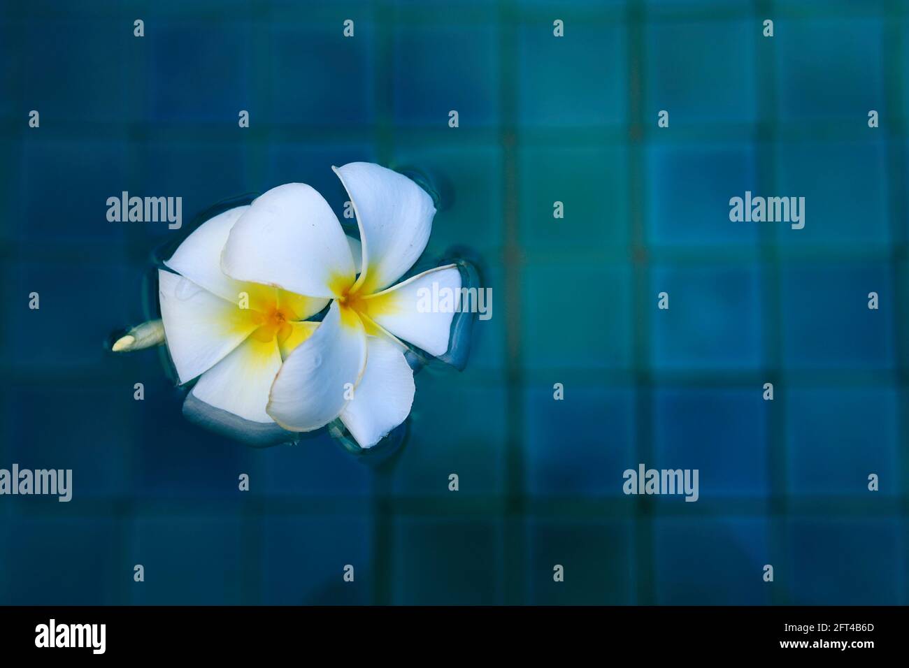 Fleur de frangipani dans la piscine bleue Banque D'Images