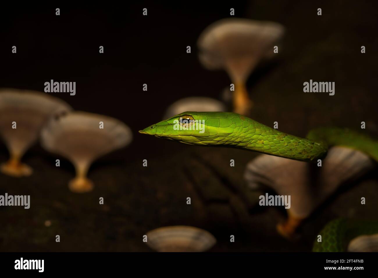 Serpent de vigne verte- Ahaetulla nasuta, Satara sur arbre, Maharashtra, Inde Banque D'Images