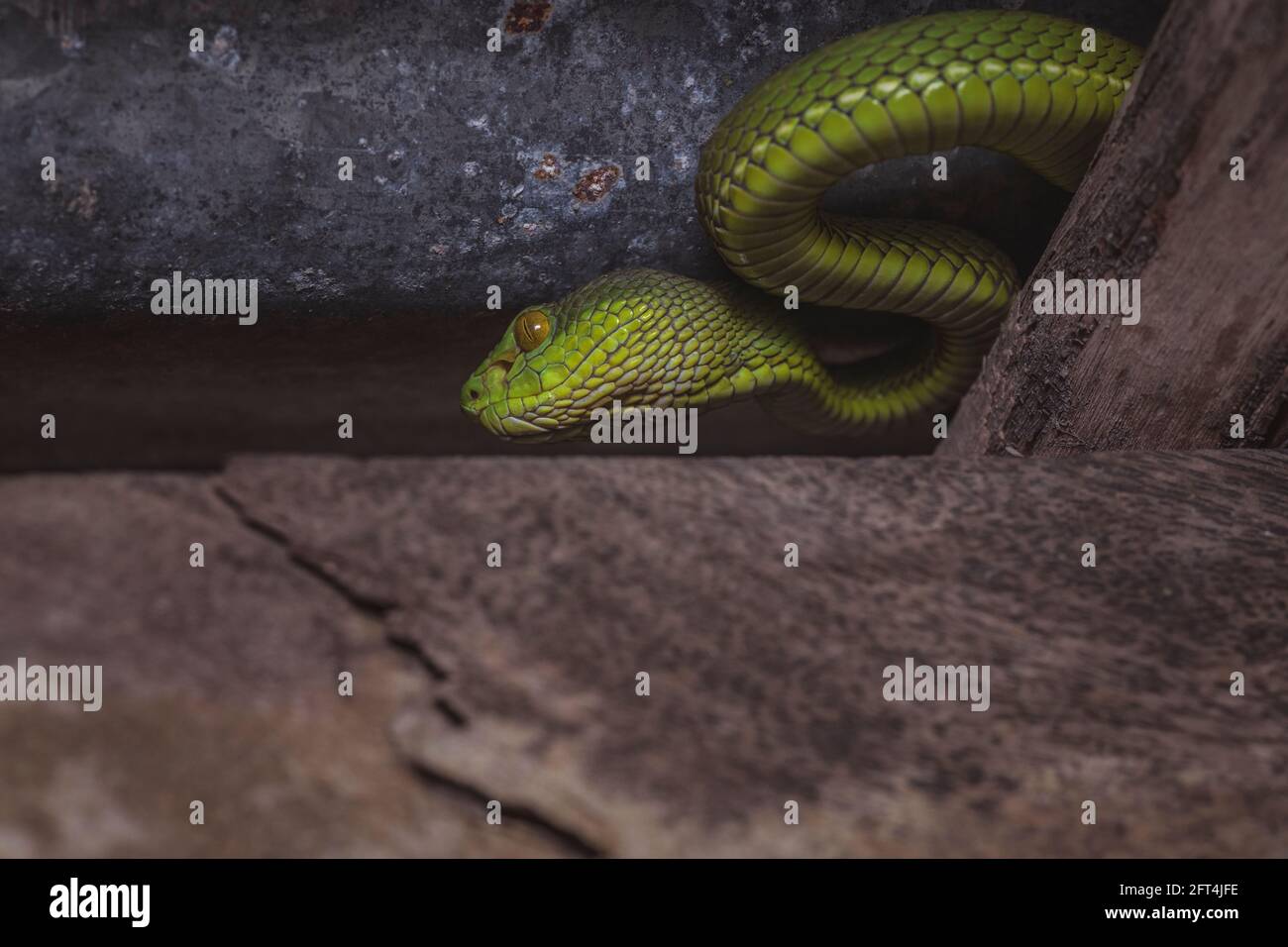 Pitviper à queue rouge, Trimeresurus erythrurus, Sunderbans, Inde Banque D'Images