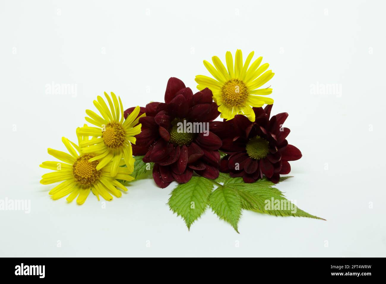 Fleurs rouge foncé et jaunes et feuilles vertes sur blanc arrière-plan Banque D'Images