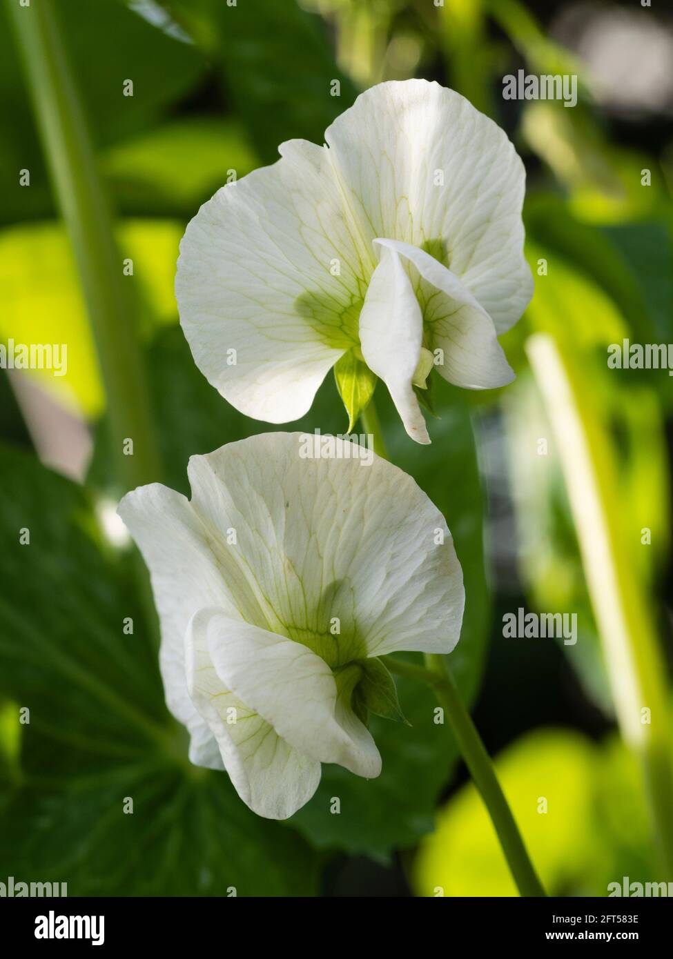 Fleurs blanches du petit pois, Pisum sativum 'Metéor' qui fleurit à la fin du printemps Banque D'Images
