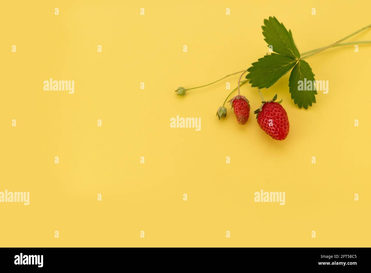 Fessée de fraise sauvage avec des feuilles isolées sur fond jaune recommander pour carte, affiche, salutation, étiquette. Copier l'espace Banque D'Images
